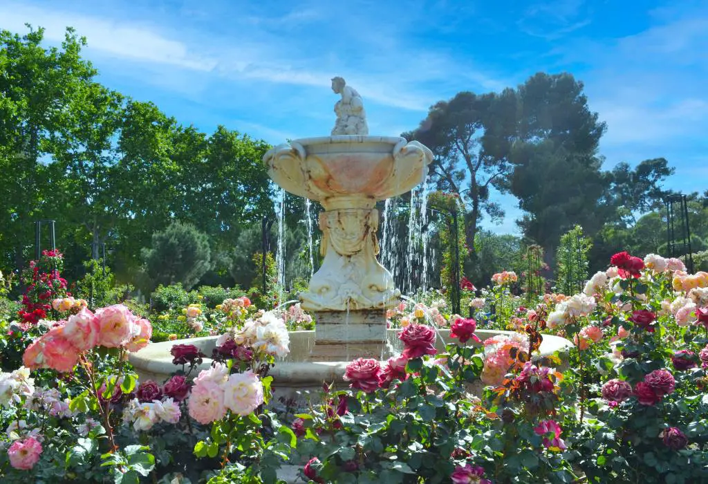 White fountain in rose garden. 